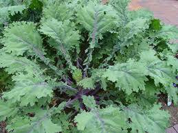 red russian kale